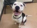 Buggsy American Bulldog Adult Male