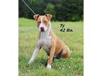 Ty Mixed Breed (Medium) Puppy Male