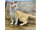 Samuel Domestic Shorthair Kitten Male