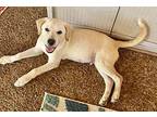 LUCAS Labrador Retriever Puppy Male
