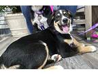 Kimber German Shepherd Dog Puppy Female