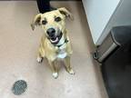 Bella German Shepherd Dog Young Female