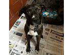 Dumptruck American Pit Bull Terrier Adult Male