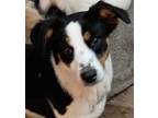 Candy Rat Terrier Puppy Female