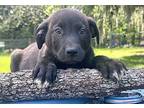 Grizzly Labrador Retriever Puppy Male
