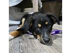 Colt German Shepherd Dog Puppy Male