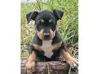 Roxy Rottweiler Puppy Female