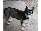 Sky Husky Young Female