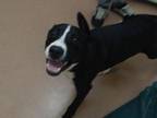 Rubble Labrador Retriever Adult Male
