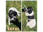 Lucas Schnauzer (Standard) Young Male