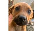 Jimmy Chew Mixed Breed (Medium) Puppy Male