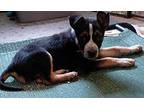 Amy Lancashire Heeler Puppy Female