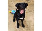 Arnold Labrador Retriever Puppy Male
