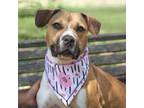 Adopt Pancake a Mixed Breed