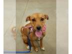 Labrador Retriever Mix DOG FOR ADOPTION RGADN-1087736 - Ginger - Labrador