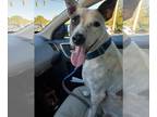 Jack Russell Terrier Mix DOG FOR ADOPTION RGADN-1088155 - Sid - Cattle Dog /