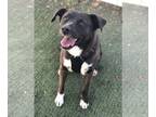 Labrador Retriever Mix DOG FOR ADOPTION RGADN-1088334 - Ester/Esther - Labrador