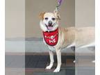 Beagle Mix DOG FOR ADOPTION RGADN-1088583 - Honey *ADOPTION PENDING* - Beagle /