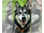 Siberian Husky Mix DOG FOR ADOPTION RGADN-1088846 - Shinobi - Siberian Husky /