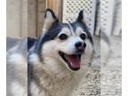 Pomsky DOG FOR ADOPTION RGADN-1090007 - Cary - Pomeranian / Siberian Husky /