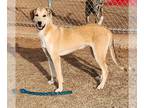 Catahoula Leopard Dog-Great Pyrenees Mix DOG FOR ADOPTION RGADN-1091520 - Bobby