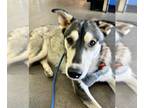 Siberian Husky Mix DOG FOR ADOPTION RGADN-1091729 - Bacardi - Siberian Husky /