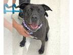Labrador Retriever Mix DOG FOR ADOPTION RGADN-1091837 - Noir - Labrador