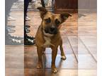 Black Mouth Cur Mix DOG FOR ADOPTION RGADN-1093373 - Harlan - Black Mouth Cur /
