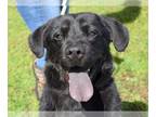 Chow Chow Mix DOG FOR ADOPTION RGADN-1094692 - Kincaid - Flat-coated Retriever /