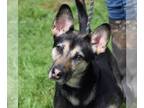 Australian Kelpie Mix DOG FOR ADOPTION RGADN-1094861 - Gypsy - Australian Kelpie