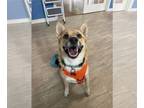 Australian Eskimo DOG FOR ADOPTION RGADN-1099853 - Luna Rae - Australian