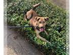 Catahoula Leopard Dog-German Shepherd Dog Mix DOG FOR ADOPTION RGADN-1100216 -