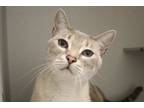 Adopt KITTY KITTY a Siamese