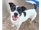 Adopt MABEL a Australian Cattle Dog / Blue Heeler, Rat Terrier