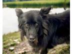 Adopt COCO* a Shetland Sheepdog / Sheltie, Australian Shepherd