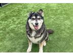 Adopt GHOST a Siberian Husky, Australian Shepherd
