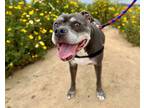 Adopt Roxi a American Staffordshire Terrier