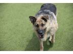 Adopt Sage a German Shepherd Dog