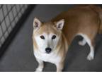 Adopt Zoey a Shiba Inu