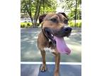 Adopt Coffee a Pit Bull Terrier, Black Mouth Cur