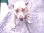 Adopt GINA a Labrador Retriever, German Shepherd Dog
