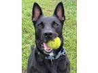 Adopt Sage a German Shepherd Dog, Mixed Breed