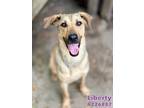 Adopt LIBERTY a German Shepherd Dog, Mixed Breed