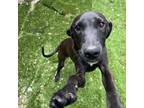 Adopt Paizley a Black Labrador Retriever, Plott Hound