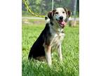 Adopt Susy a Border Collie, Mixed Breed