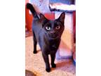 Adopt Casper a Domestic Short Hair