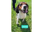 Adopt Talulah a Treeing Walker Coonhound