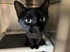 Adopt Acadia a Domestic Short Hair