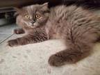 Shadow Doll Face Persian