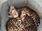 Female Bengal